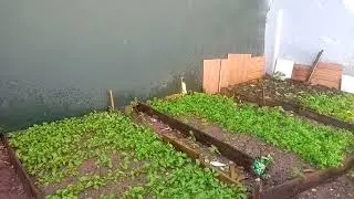 a diferenca que faz sol em uma horta.