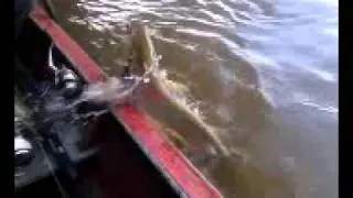 Casting (fishing) Lais Tabiring(Belodontichthys dinema),Katingan, Palangkaraya.#10