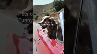 Pets on the Road: Funny Car Moments