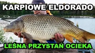 Karpiowe Eldorado - Leśna Przystań Ocieka