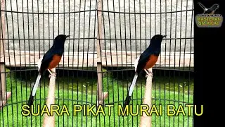 PAKAI PANCINGAN INI AGAR MURAI BATU JADI GACOR