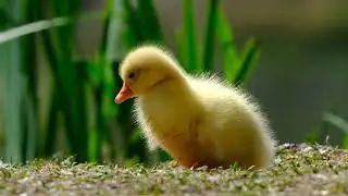 Waddle and Quack! 🦆 A Joyful Duck Poem for Kids