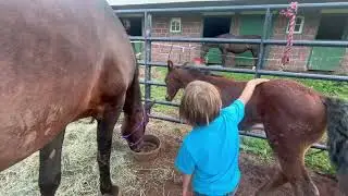 Level headedness, a hallmark of the Morgan breed.