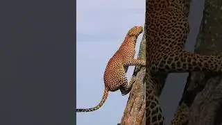 leopard climbing tree   #wildlife #viralvideo #nature #facts #animals #shorts