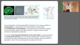 Kidney and RBC production