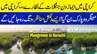 Mangroves Forest in Karachi, Pakistan | Views of Amazon Forest in Karachi | Neo Plus