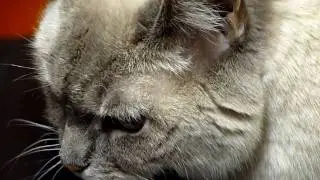 Panasonic Lumix TZ5 Video Test HD 720p