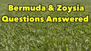 Bermudagrass and Zoysia Questions Answered