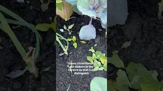 Checking the garden while my dog goes out | December backyard garden update