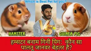 Hamster VS Guinea Pig: Which Pet Is Better _ हम्सटर बनाम गिनी पिग: कौन सा पालतू जानवर बेहतर है?