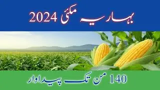 Detailed video on maize farming in Pakistan 2024 | Baharia makai ki kasht |مکئی کی کاشت #agriculture