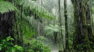 Soothing Rain Sounds for Better Sleep │ Relaxing │ Calming │ White Noise