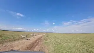 Great Bittern Twitch at, Ol Pajeta, Kenya S2: Ep 3