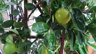 Navel Orange tree  Winter update/ Despite my neglect it is producing fruit.