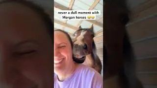 Morgan Horse Wants A Sweet Snuggle Moment~So Funny ❤️😂 #shorts