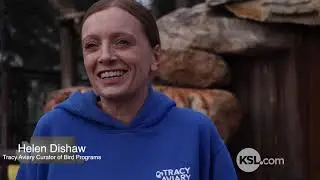 How Tracy Aviary's Andy helps understanding vultures