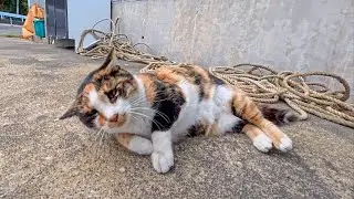 港の三毛猫ちゃん、顔を見ると寄ってきてゴロンゴロンかわいすぎる