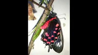 Crimson Rose Butterfly