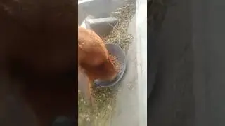 kb dairy feed wanda