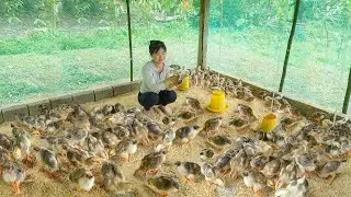 280 DAYS REWIND TIMESLAPS- Top Bushcraft Expert Reveals Best Off Grid Chicken Coop Techniques
