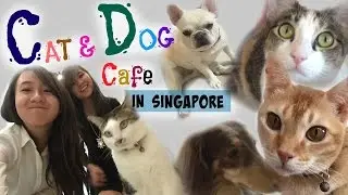 Cat & Dog Cafe In Singapore