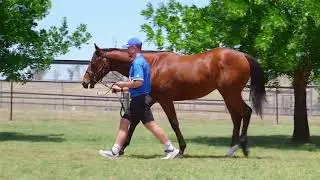 Magic Millions 2026: Lot 983 Best of Bordeaux x Zero Tolerance