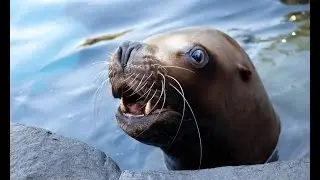 Steller sea lion Gus, 1987 - 2015