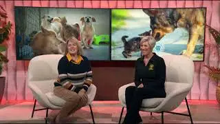 Ensuring Animal Safety with Washoe Animal Services - 2 Plus You Nevada