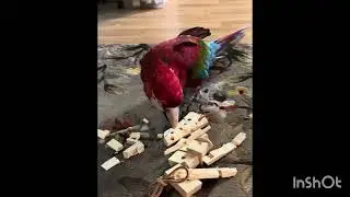 Meet Eli the talking green-winged macaw &ldquo;and the &ldquo;Uh Oh game&rdquo; 
