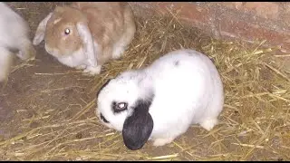🐰😲 Evoluci&oacute;n De los CONEJOS Belier En Semilibertad (Novedades y mucho Frio) #009
