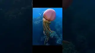 Most beautiful jellyfish