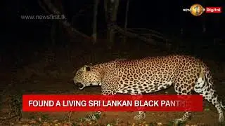 'Sri Lankan Black Panther' rediscovered in forests of Adam's Peak