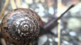 Snail captured with iPhone 6 and macro lens attachment