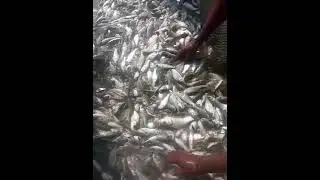 SGS fish seed available شیخ محمد اقبال 