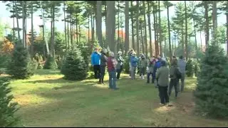 20-acre Massachusetts Christmas tree farm saved from developers