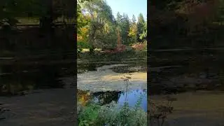 Autumn Pond Sounds for Relax, Sleep #birds #autumn #asmr