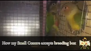 How my Small Conure accepts breeding box in tamil | step by step breeding tips | WinNest Birds