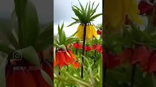 H&uuml;zn&uuml;n sembol&uuml; olarak bilenen ters Lale . 🌷 🌷