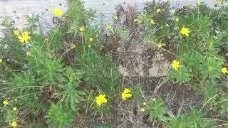 Немножко красоты или good morning #flowers #GerekC #lompoc
