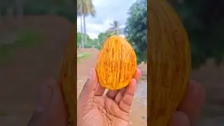 Spicy Mango Pickle 🤤 Raw Mango Pickle