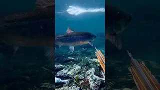 Hunting salmon in Alaska!