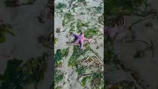 Purple starfish Seattle