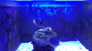 Multibar angelfish and four eye butterflyfish