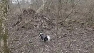 Dog journal March 5th, Munich Germany, forest. cavalier King Charles adventure, white noise, sl...