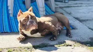 Micro Bully Came Into a Shelter and Needed Immediate Rescue