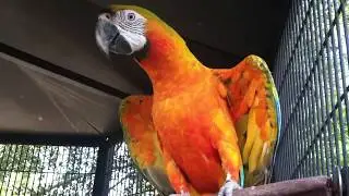 Camelot Macaw Says Hello | Comet