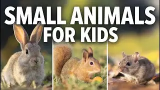 Small Animals for Kids 🐭 | Learn Tiny Animals with Real Videos
