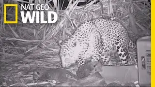 These Leopard Cubs Have a Heartwarming Reunion With Their Mother | Nat Geo Wild