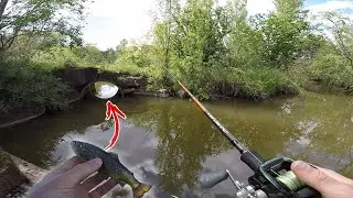 Poisson SURPRISE et Chutes &agrave; la P&ecirc;che ! Le meilleur de ces derni&egrave;res ann&eacute;es...