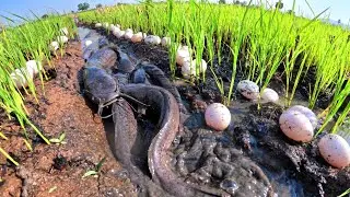 Best Hand Fishing, duck eggs under grass and catch fish in water by hand skills